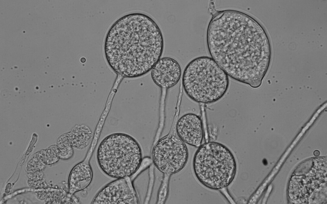 Phytophthora nicotianae – nebezpečný polyfágní patogen v České republice.