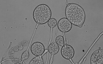 Phytophthora nicotianae – nebezpečný polyfágní patogen v České republice.
