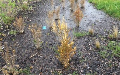 Phytophthora occultans – další závažný problém pro české výsadby zimostrázu.