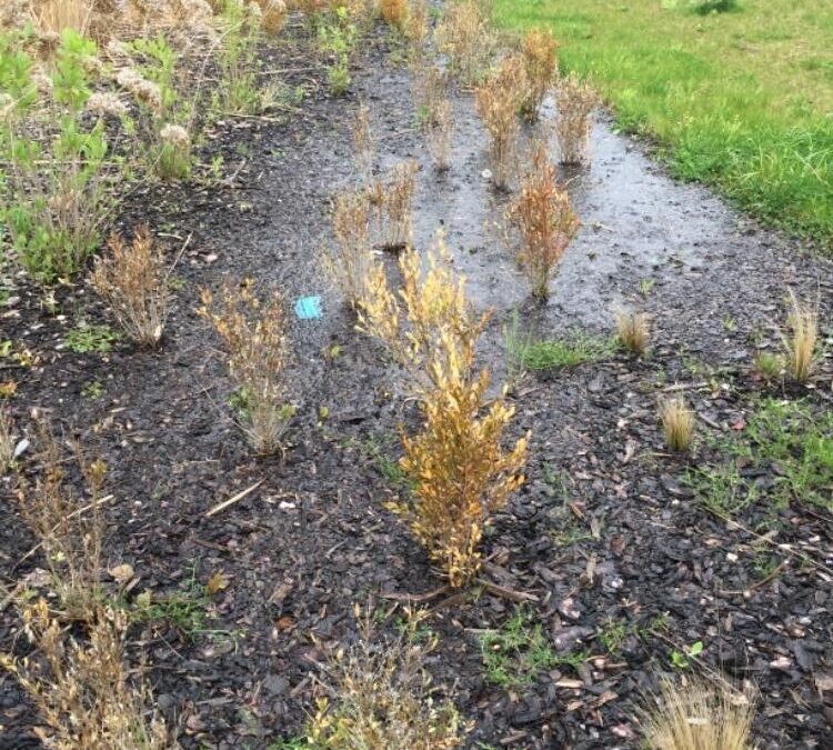 Phytophthora occultans – další závažný problém pro české výsadby zimostrázu.