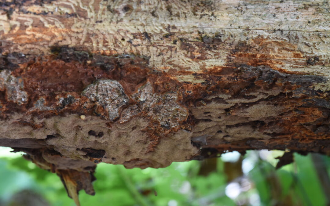 Boreální pralesní choroš ohňovec rezavohnědý znovu nalezen v Boubínském pralese