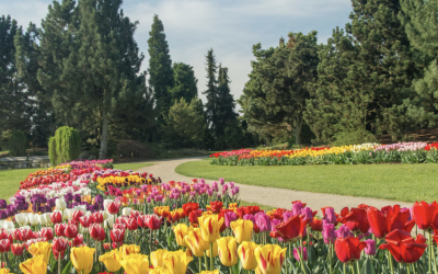 Tulipány v Průhonicích – 199 odrůd
