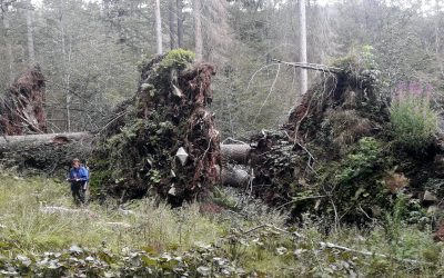 Ocenění za úspěšné vyřešení projektu o schopnosti stromů orat půdu temperátních a tropických pralesů