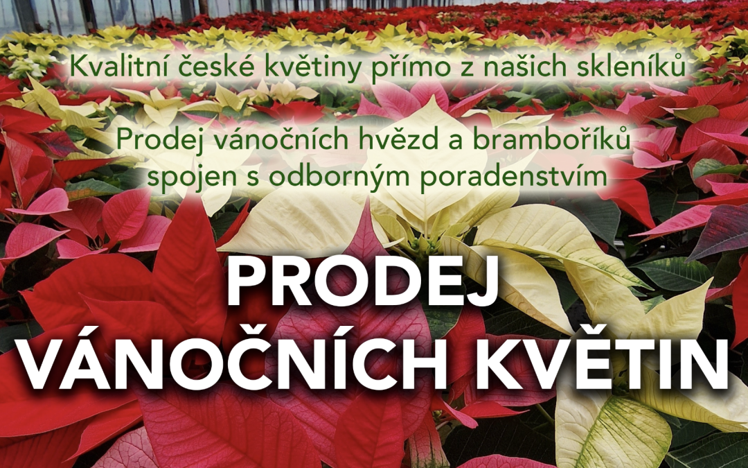 Adventní prodej květin