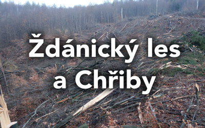Stanovisko k pokračující těžbě a obnově lesních porostů ve Ždánickém lese a Chřibech
